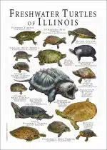 Freshwater Turtles of Illinois poster print