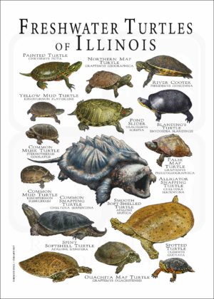 Freshwater Turtles of Illinois poster print