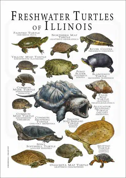 Freshwater Turtles of Illinois poster print