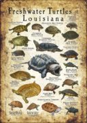 Freshwater Turtles of Louisiana poster print