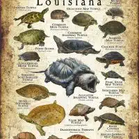 Freshwater Turtles of Louisiana poster print