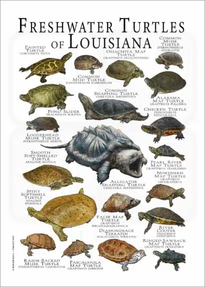Freshwater Turtles of Louisiana poster print