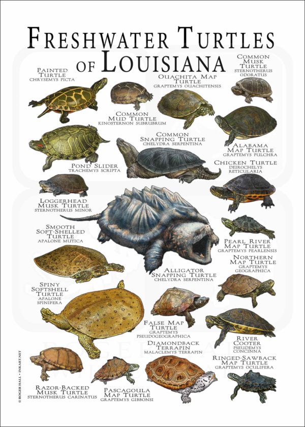 Freshwater Turtles of Louisiana poster print