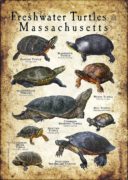 Freshwater Turtles of Massachusetts poster print