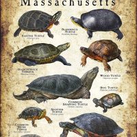 Freshwater Turtles of Massachusetts poster print