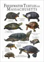 Freshwater Turtles of Massachusetts poster print