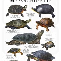 Freshwater Turtles of Massachusetts poster print