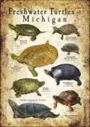 Freshwater Turtles of Michigan poster print