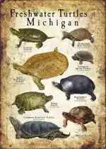Freshwater Turtles of Michigan poster print