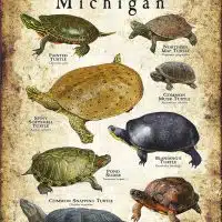 Freshwater Turtles of Michigan poster print