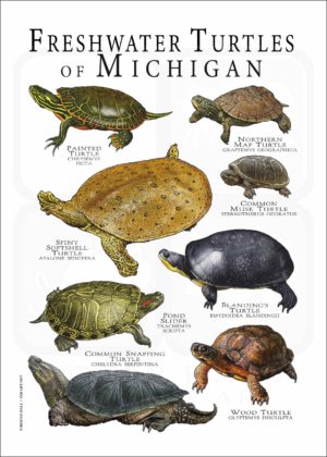 Freshwater Turtles of Michigan poster print