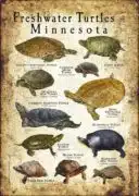Freshwater Turtles of Minnesota poster print