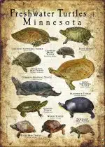 Freshwater Turtles of Minnesota poster print