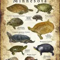 Freshwater Turtles of Minnesota poster print