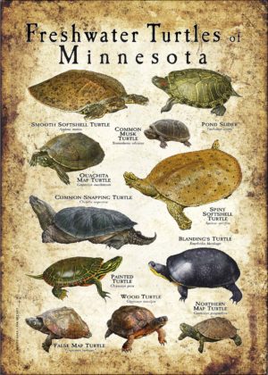 Freshwater Turtles of Minnesota poster print