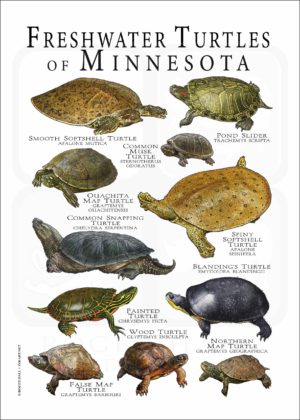 Freshwater Turtles of Minnesota poster print