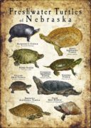 Freshwater Turtles of Nebraska poster print