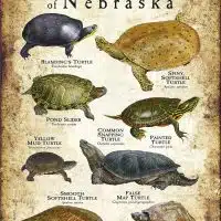 Freshwater Turtles of Nebraska poster print