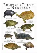 Freshwater Turtles of Nebraska poster print