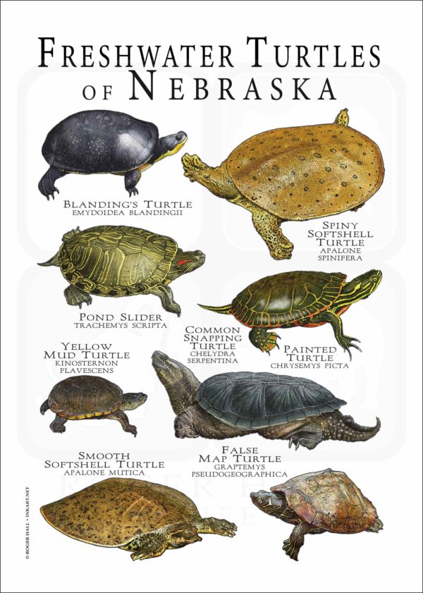 Freshwater Turtles of Nebraska poster print