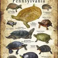 Freshwater Turtles of Pennsylvania poster print