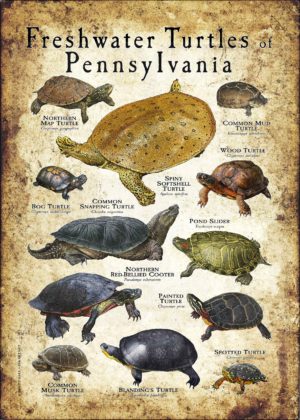 Freshwater Turtles of Pennsylvania poster print