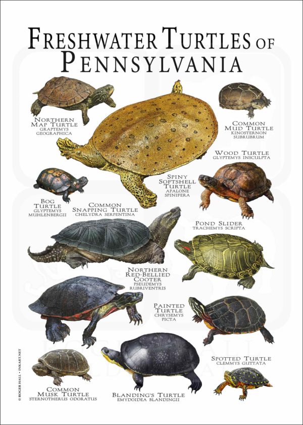 Freshwater Turtles of Pennsylvania poster print