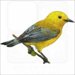 Prothonotary Warbler illustration