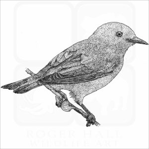 Prothonotary Warbler