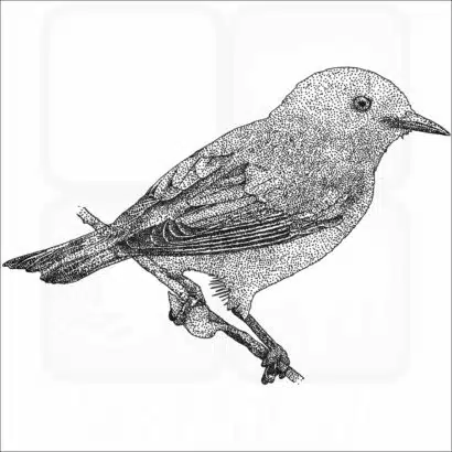Prothonotary Warbler