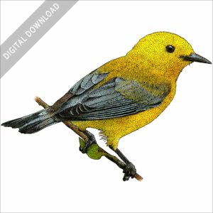 Prothonotary Warbler stock image