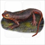 Fine art illustration of a Sierra Newt