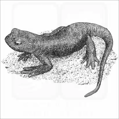 Sierra Newt