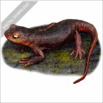 Sierra Newt stock image