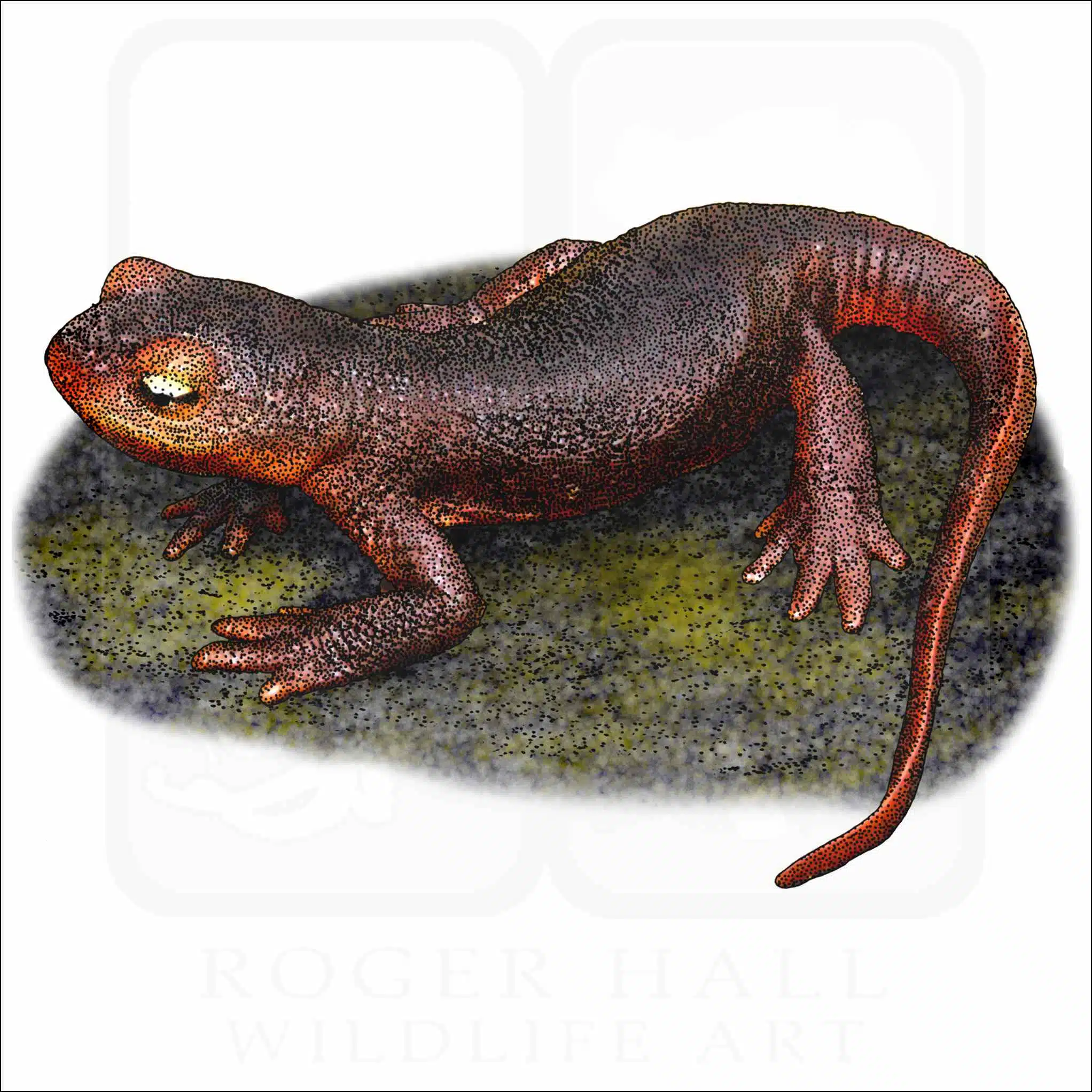 Sierra Newt Fine art illustration of a Sierra Newt