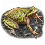 Sierra Tree Frog illustration