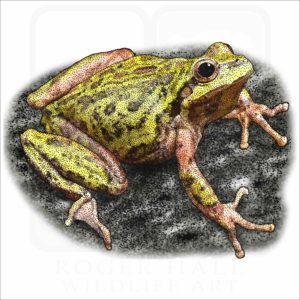 Sierra Tree Frog illustration