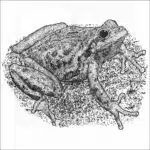 Sierra Tree Frog