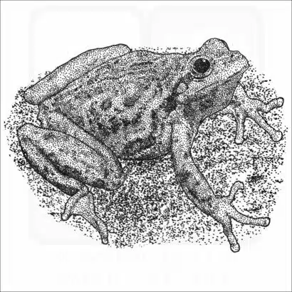 Sierra Tree Frog