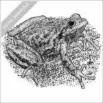 Sierra Tree Frog