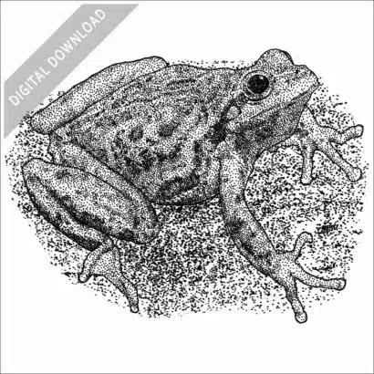 Sierra Tree Frog