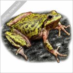 Sierra Tree Frog stock image