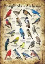 Songbirds of Alabama poster print