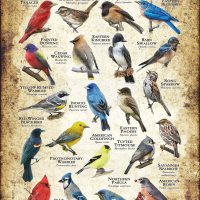Songbirds of Alabama poster print