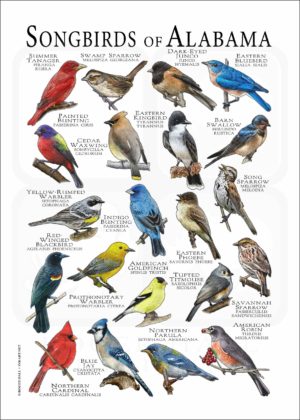 Songbirds of Alabama poster print