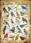 Songbirds of Connecticut poster print