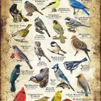 Songbirds of Connecticut poster print
