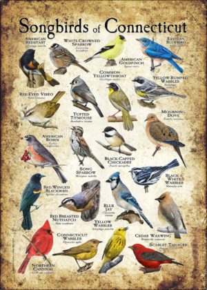 Songbirds of Connecticut poster print