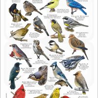 Songbirds of Connecticut poster print