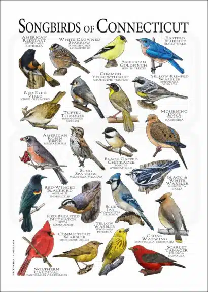 Songbirds of Connecticut poster print